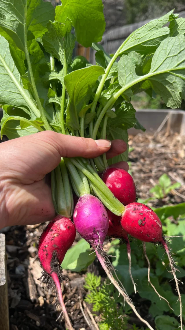 Grateful for God’s goodness and provision to grow my own nutrition. 🌱✨These anti-inflammatory foods feed the gut bacteria & provide key nutrients to make the gut happy! ☺️🥗💚 Healing from the root to the plate.
#growyourownnitrition #HomeGrownHealth #AntiInflammatoryFoods #GardenToTable #dietitian #gutnutrition