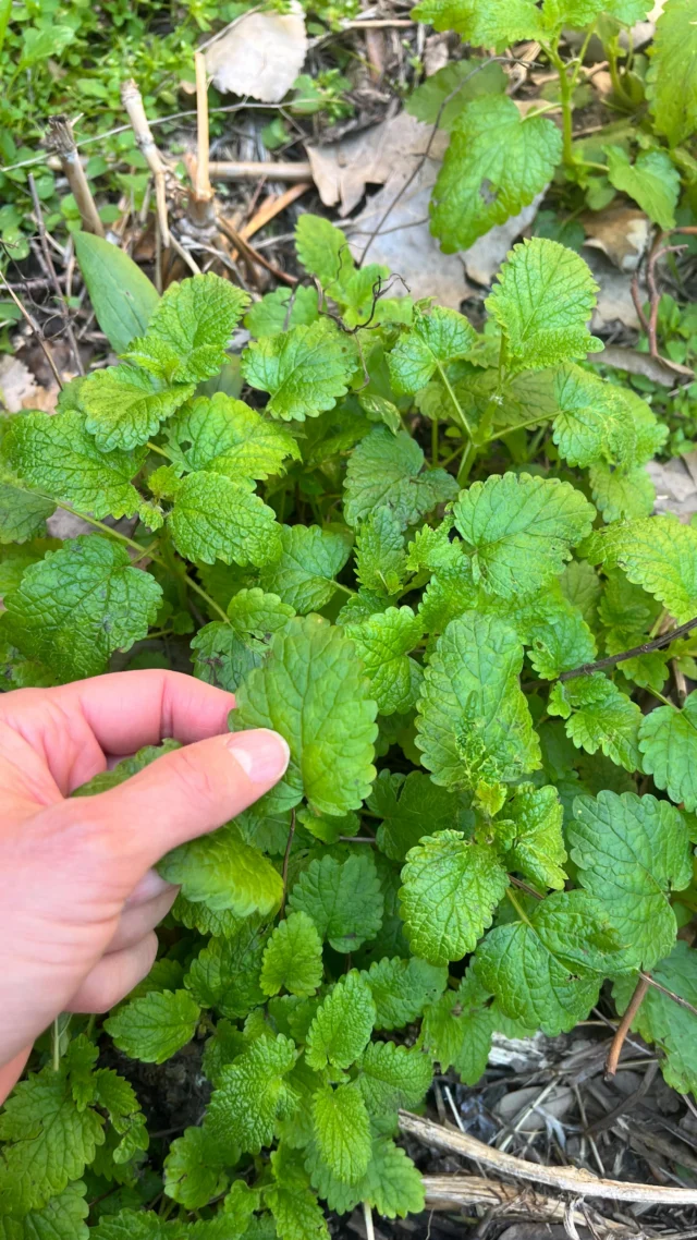 Sipping on some calm in a cup. 🍋🌿✨
Fresh lemon bomb tea with a splash of lemon and a drizzle of honey perfect blend for stress relieved digestion support and gentle mood lift 💛Would you try this? 👇
#lemonbalm #herbalTea #WellnessRitual #HerbalHealing #TeaTime #StressRelief #HolisticHealth #PlantMedicine #dietitian #easytogrow