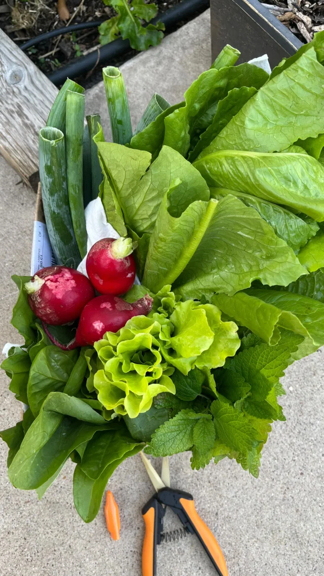 I love sharing what I grow, bake, and make from scratch — it’s how I feed health of my gut to aging well from the inside out.
#DietitianLife #GutHealth #AgingWell #FromScratch #HomegrownHealing #FoodIsMedicine #RealFoodForLife #NourishToFlourish #IntegrativeNutrition #GardenToGut